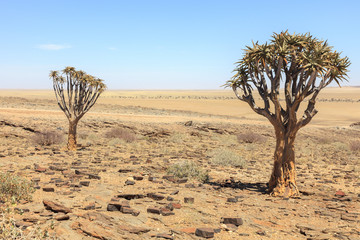 Aloe tree in the desert in Namibia