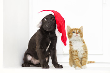 kitten and puppy in a Christmas hat of Santa Claus