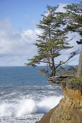 tenacious tree on an Oregon coast cliff