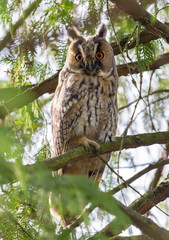 Long-eared owl perched in branches