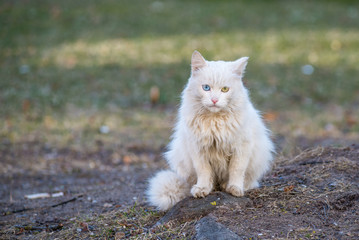 Naklejka na ściany i meble White cat With Different-Colored Eyes sitting on the grass