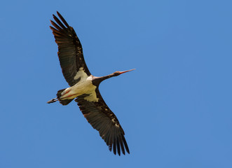 Fototapeta premium Black stork soaring in blue sky