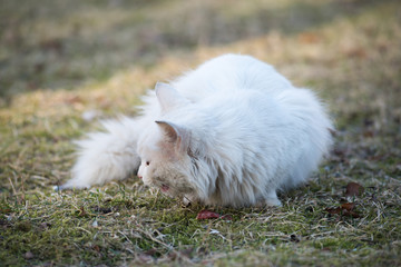 Fototapeta na wymiar White cat With Different-Colored Eyes sitting on the grass