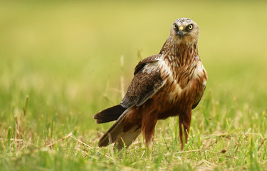 Marsh harrier (Circus aeruginosus)