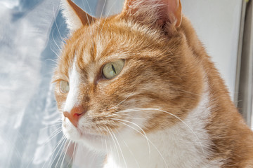 Red-haired green-eyed cat looking
