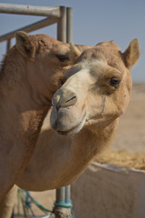 Fototapeta premium Two friendly camels