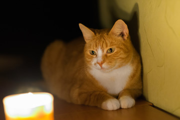 Red-haired green-eyed cat looking