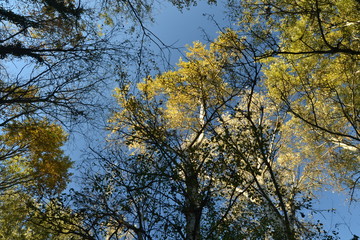 Fototapeta premium Trees