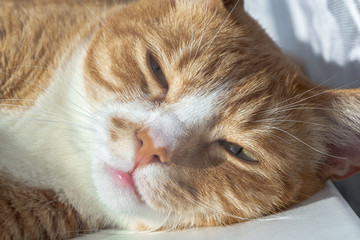 Green-eyed red cat looks at the camera