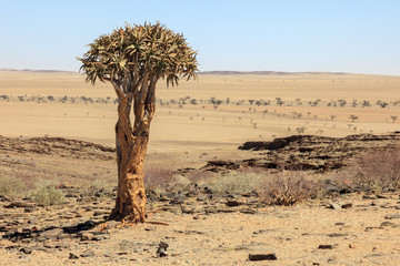 Aloe tree in the desert in Namibia