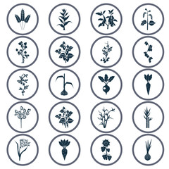 Agriculture crops icons set