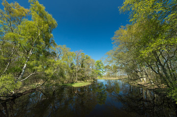 Fototapeta na wymiar Lush lake with green trees and blue sky