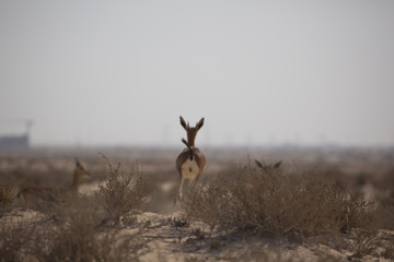 Arabian Mountain Gazelle, Jebel Ali Wildlife Sanctuary