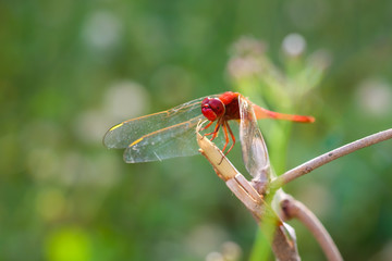 Dragonfly on flower