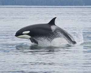 Breaching Orca, Alaska