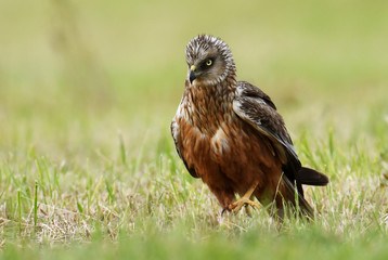 Marsh harrier (Circus aeruginosus)
