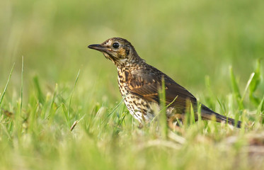 Young Blackbird (Turdus merula)