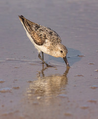 Western Sandpiper
