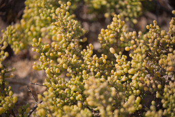 Obraz premium Natural shrub of the United Arab Emirates