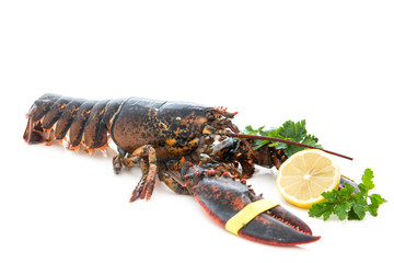 Living lobster isolated on white background