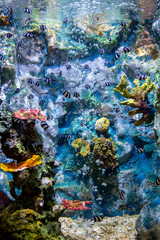 A marine aquarium with fishes and corals