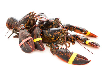 Living lobster isolated on white background