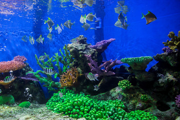 Fototapeta na wymiar A marine aquarium with fishes and corals