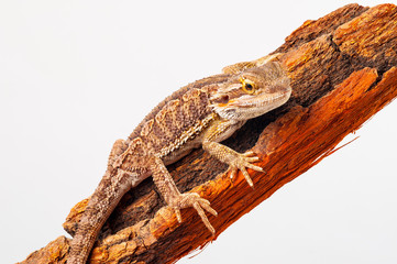 one agama bearded on white background.siting on the bark of tree.closeup