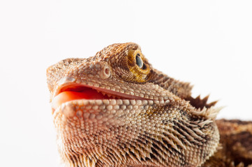 one agama bearded on white background.reptile close-up.