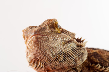 one agama bearded on white background.reptile close-up.