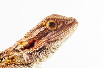 one agama bearded on white background.reptile close-up.