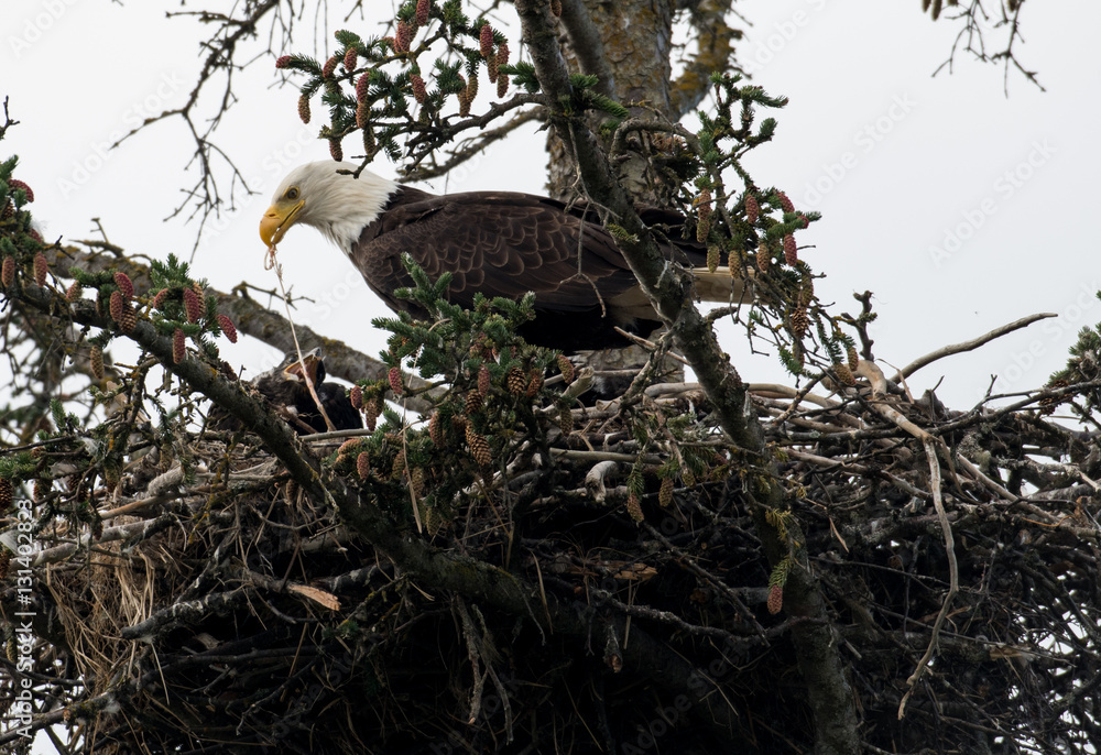 Sticker bald eagle nest in alaska