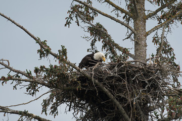 Bald eagle in a nest