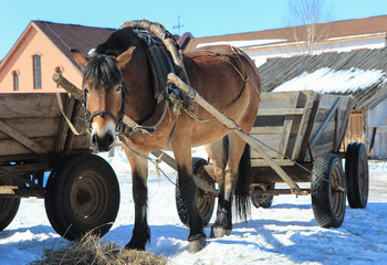 a horse harnessed to a cart,horse drawn