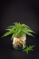 Fototapeta premium Marijuana plants on top of metal coins