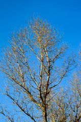 Branches of the big dry tree