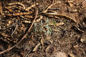 The leaves are falling down the trees in autumn  tree leaves
