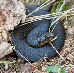 Black adder (Vipera berus) in a forest near Moscow - Russia
