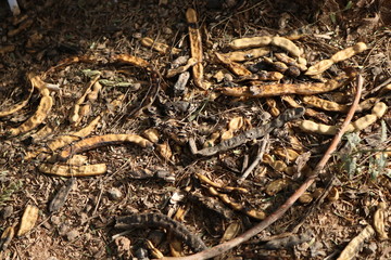 The leaves are falling down the trees in autumn  tree leaves