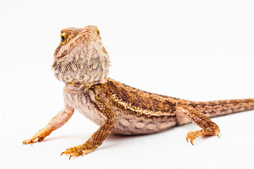 one agama bearded on white background.reptile close-up.