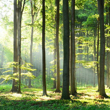 Fototapeta Morning in the forest