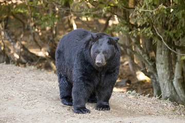 Obraz na płótnie Canvas Ours noir - Baribal - Black Bear (ursus americanus)