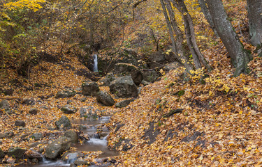 Landscape with small stream in autumnal forest