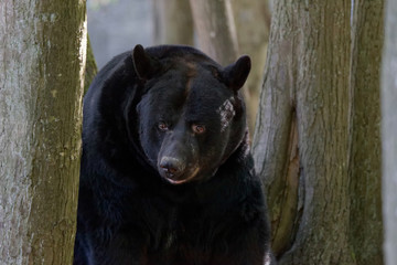 Ursus americanus, Baribal, Black bear (Ursus americanus)