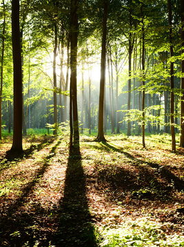 Fototapeta Morning in the forest