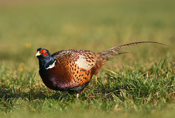 Ringneck Pheasant (Phasianus colchicus)