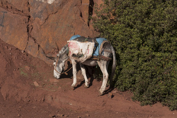 Burro de carga, Marruecos 