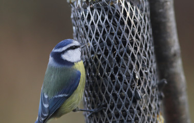 Little blue tit sitting on the feeder, wanting to feed themselves
