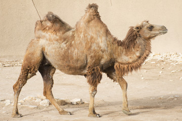 Camel