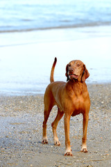 Hungarian-Short haired Pointing Dog on the beach